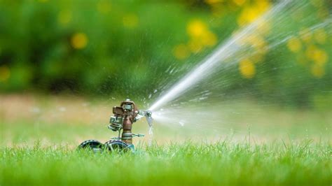 Signs Of Overwatering Grass How To Fix Over Watered Lawn