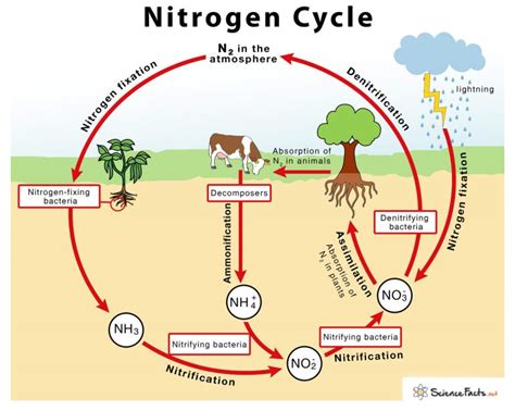 Nitrogen Cycle Definition Steps Importance With Diagram