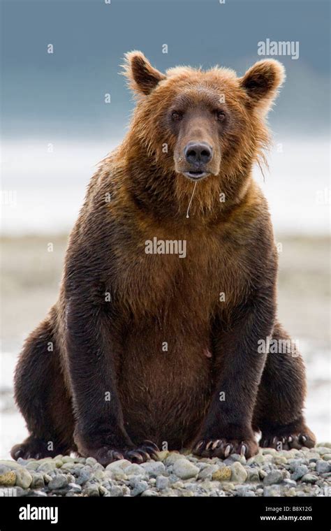 Grizzly Bear Ursus Arctos Horribilis Sitting On Stones Stock Photo