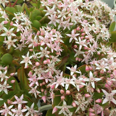 crassula ovata common name money plant 150mm pot dawsons garden world