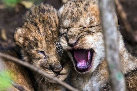 Pictured Three Tiny Newborn Kenyan Lion Cubs Discovered By