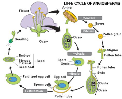 Plant Life Cycles Biology 11