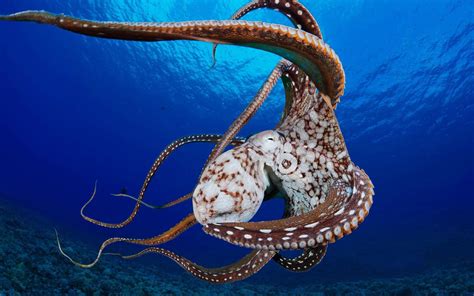 Octopus Hd Wallpapers Octopus Men Live Only A Few Months After Mating