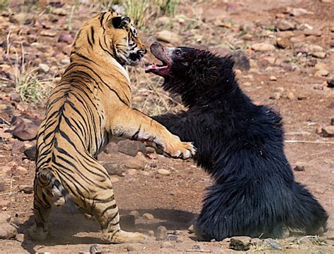 Mother Nature S MMA The Incredible Moment Where A Tiger And A Bear