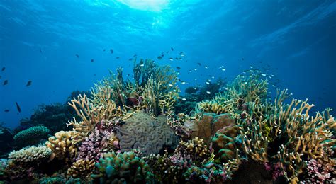 Great Barrier Reef Marine Park Australian Marine Conservation Society