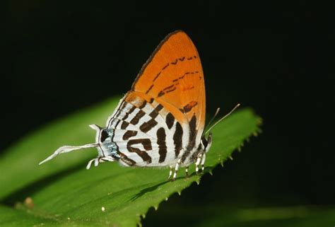 Butterflies Of Malaysia And Borneo Thumbnail Index Rainforest Butterfly