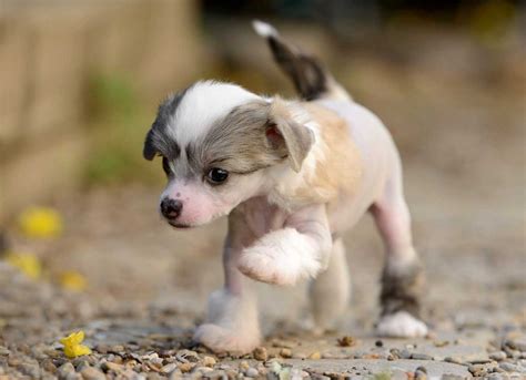 Chinese Crested Dogs Origin Varieties Characteristics And Facts