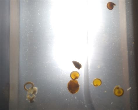 The very phrase connotes a certain grossness. eggs in stool? (warning graphic) parasites? | Other Conditions and General Health | Forums | Patient