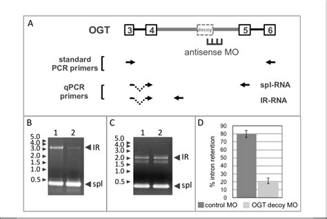 Antisense Inhibition Of Ogr Ir A Ogt Gene Structure In The Ir Region