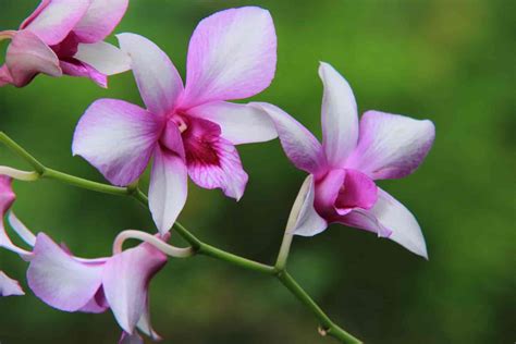Most Fragrant Orchids Here S The Complete List [ 2022 Updated ]
