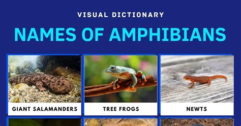 Amphibians List Of Amphibians With Interesting Facts 7esl