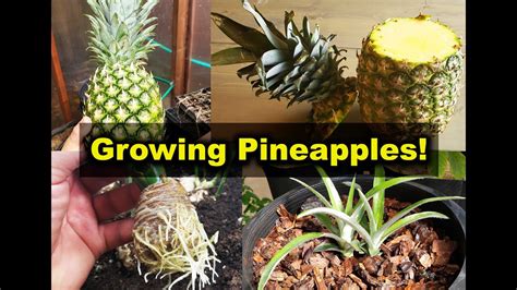 Growing Pineapples From Pineapples Youtube