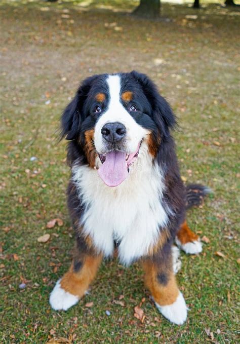 Happy Bernese Mountain Dog Sitting In The Park Looking Up Stock Photo
