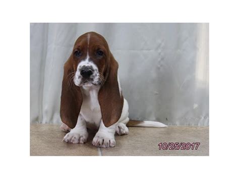Basset Hound Dog Male Red White 1935506 Petland Carriage Place