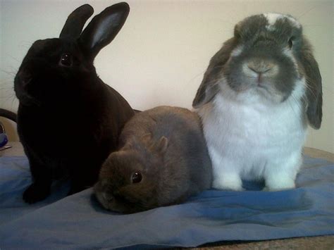 Candace Hayds Rabbits Chester Isabel And Donkey Rabbit Critter