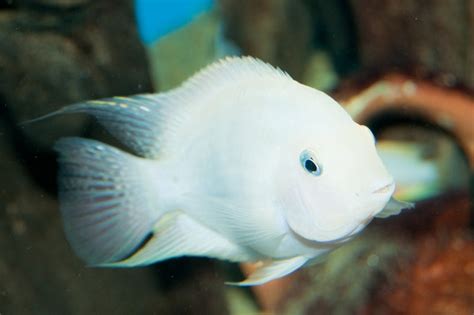 Cichlid Snow White Parrot Convict The Fish Room