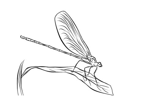 Coloring pages of dragonfly for kids. Free Printable Dragonfly Coloring Pages For Kids | Animal Place