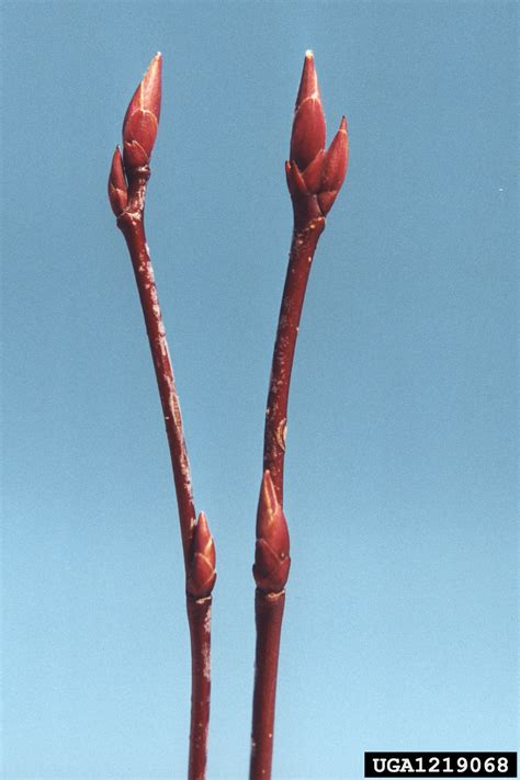 Serviceberry Amelanchier Arborea