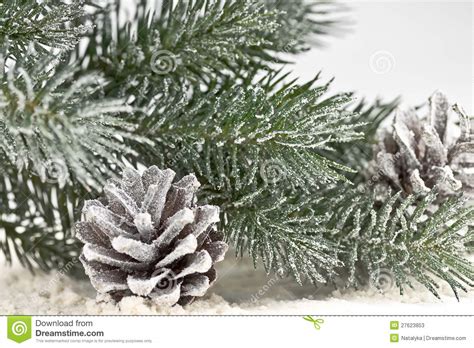 Snow Covered Fir Branches And Cones Stock Image Image Of