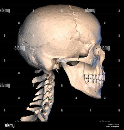 Very Detailed And Scientifically Correct Human Skull Side View On