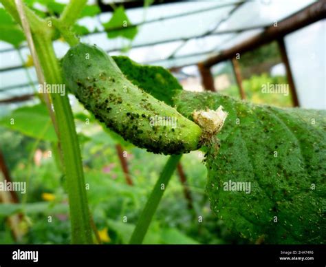 Insect Pests Aphids On The Leaves And Fruits Of Plants Cucumber