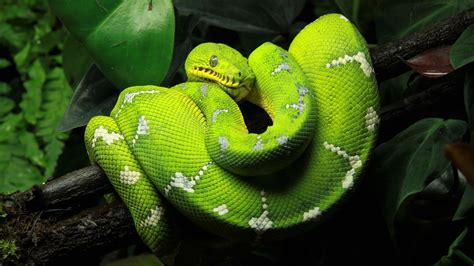 White Green Boa Python Snake On Wood In Green Leaves Background 4k Hd