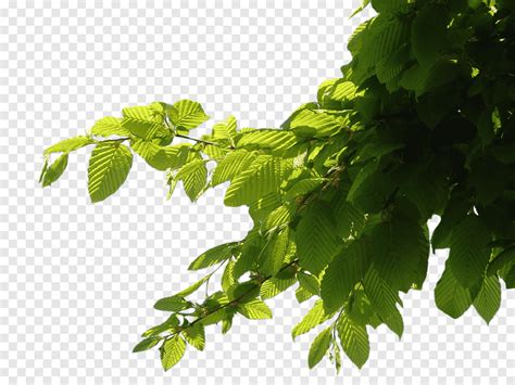 Free Download Tree Corner Green Leafed Tree Png Pngegg