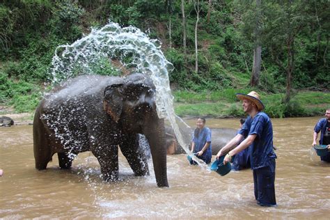 Chiang Mai Elephant Care Tours Siam River Adventures Chiang Mai