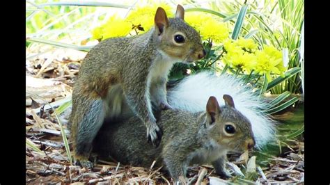 White Tail Drunk Squirrel Play Mating Fyv Youtube