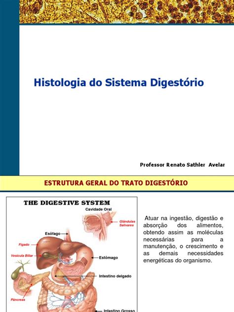 Aula 3 Histologia Do Sistema Digestório Intestino Delgado Fígado