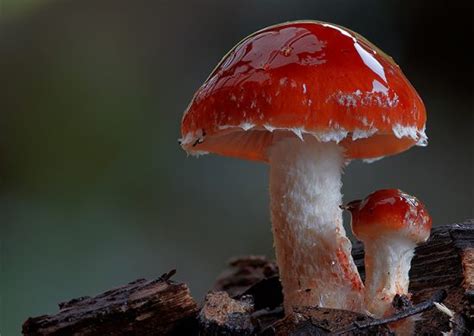 Amazing Fungi Photography By Steve Axford Daily Design Inspiration