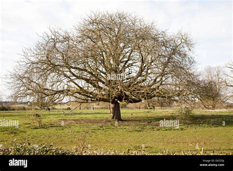 Horse Chestnut Tree Aesculus Hippocastanum In Winter Growing In Field