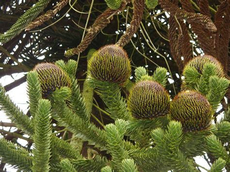 The modern tree has strange leaves, a distinctive trunk, and branches that emerge from the trunk in whorls. Monkey Puzzle Tree Cones | This tree at Stockton Bury ...