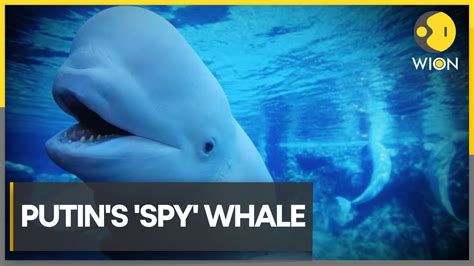 White Beluga Whale Re Appears Near Sweden World News Wion Youtube