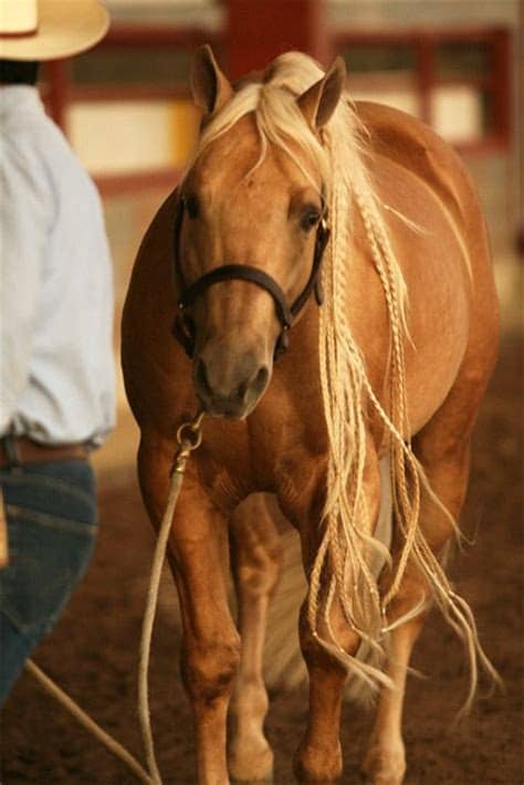 Rough and tumble horse hair bracelet created with 5 strands, woven expertly into a durable flat braid that will showcase the color of your horse, or even several horses. Impressive Horse Mane Braids | Rustic Western Furniture Store