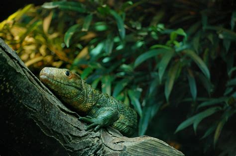 Gambar Hewan Margasatwa Kebun Binatang Hijau Rimba Iguana Fauna