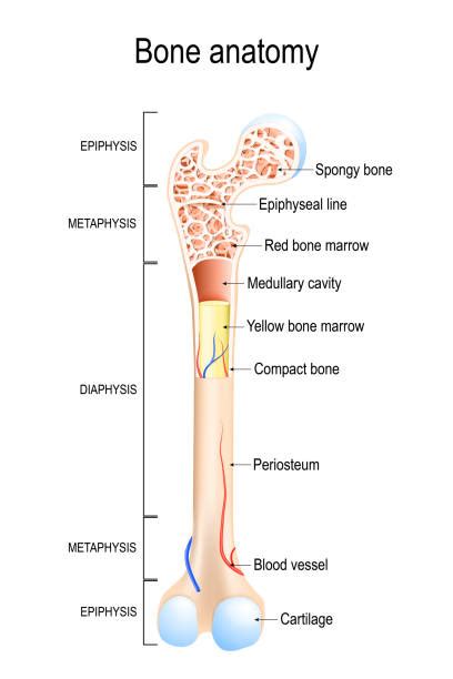 Structure of the long bone with pictures learn with flashcards, games and more — for free. Royalty Free Metaphysis Clip Art, Vector Images ...