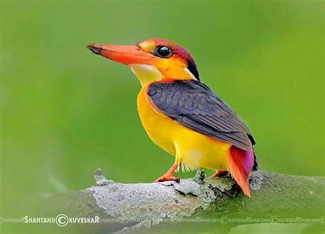 Congrats To Shantanukuveskar For His Best Bird Shot Of Oriental Dwarf