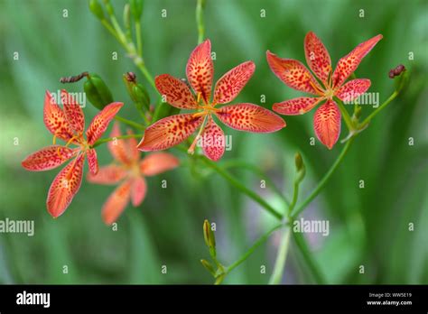 Lily Leopard Lily Iris Domestica Blackberry Lily Red Coloured