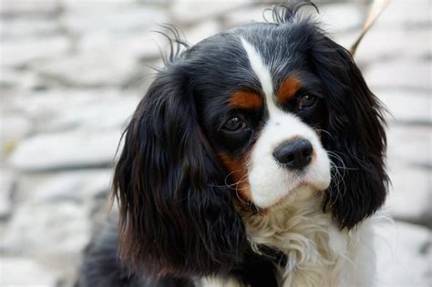 Cavalier King Charles Spaniel Eigenschaften Und Pflege Hunderassen