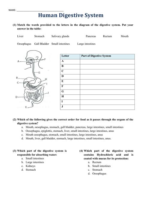 Digestive System Printable Worksheets