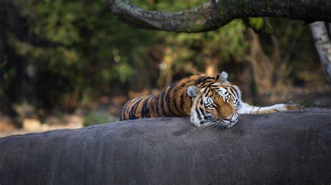 Tiger Is Lying Down On Tree Trunk With Blur Background Hd Animals