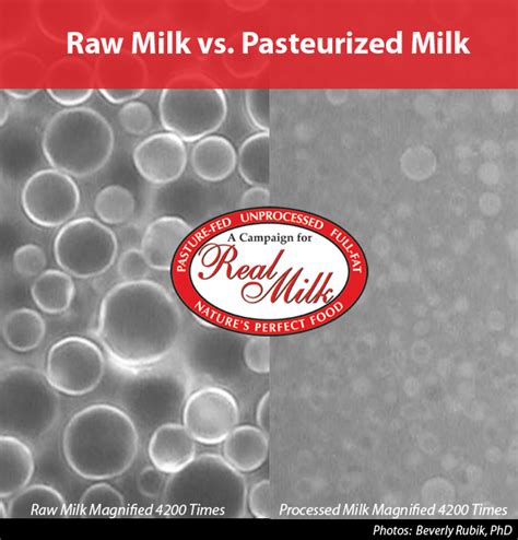 Raw Milk Vs Pasteurized Milk Real Milk