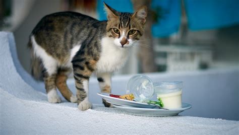 Cats can eat honey when they're sick, particularly with a sore throat or inflammation in their respiratory system. Can Cats Eat Yogurt? Is Yogurt Safe For Cats? - CatTime