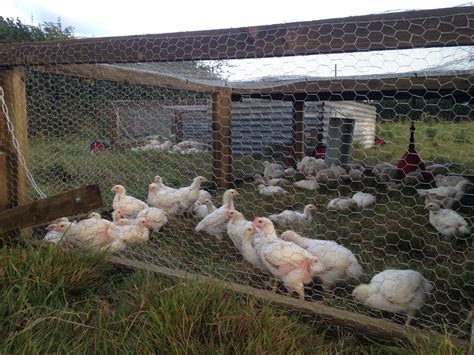 Pasture Raised Chicken Farm2fork