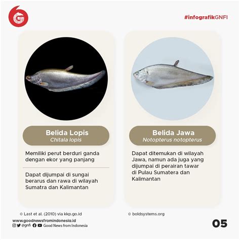 Jenis Jenis Ikan Yang Dilindungi Di Indonesia Bagian 1 Infografik Gnfi