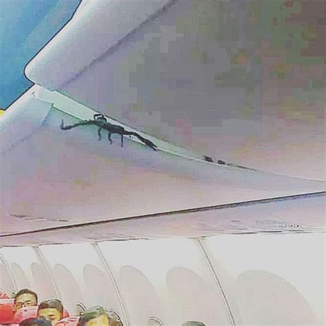 Flights Viral Photo Shows Scorpion On Board Aeroplane Travel News