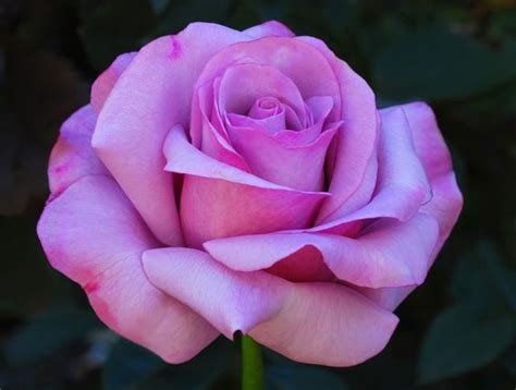 14 Best Images About Hybrid Tea Roses On Pinterest