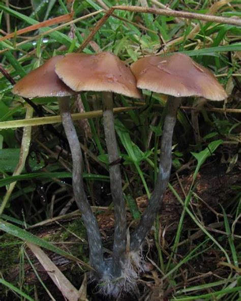 Psilocybe Azurescens What You Should Know Doubleblind