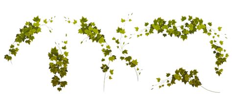 Ivy Vine Vector Sticker Clipart Ivy Vines With Leaves On A White